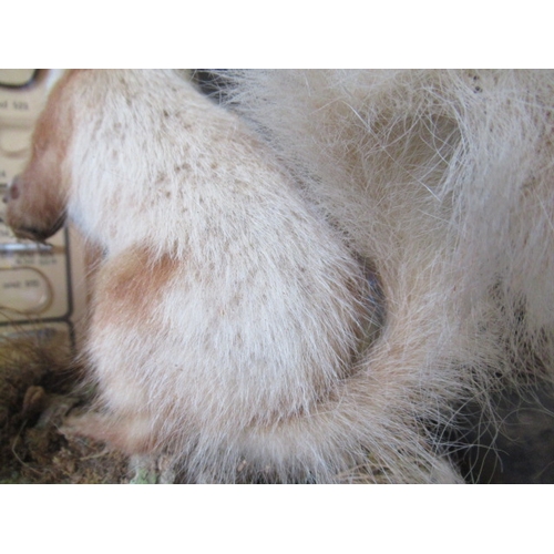 68 - TAXIDERMY SQUIRREL