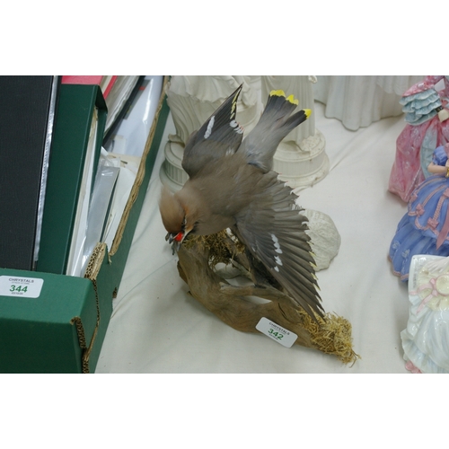 342 - A waxwing taxidermy on a branch, eating a berry