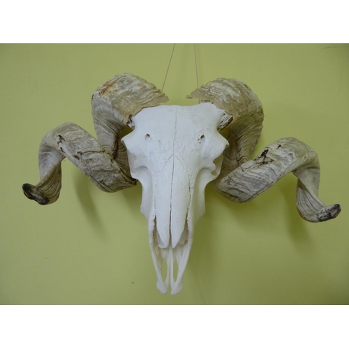 144 - Ram's skull with horns