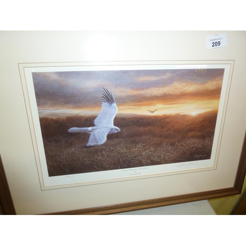 209 - Jeremy Paul signed print - Hen Harrier