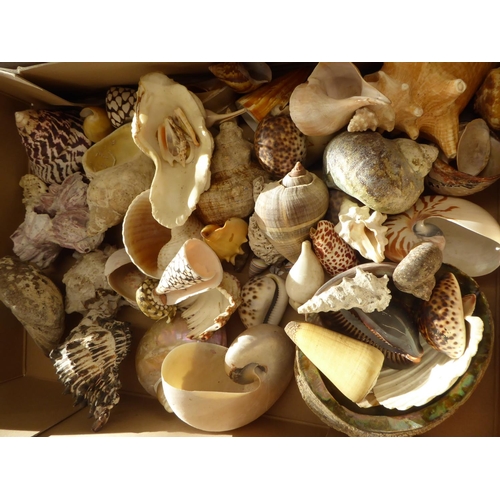 143 - A large collection of seashells