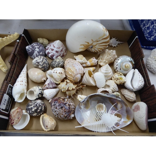 210 - Nautilus and other shells