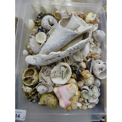 214 - Box of hundreds tiny sea shells