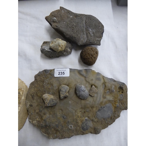 235 - Fossils of shells and a fluke