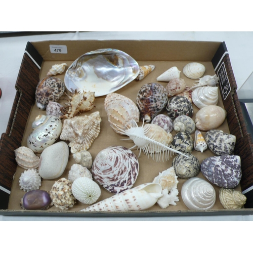 479 - A box of exotic sea shells