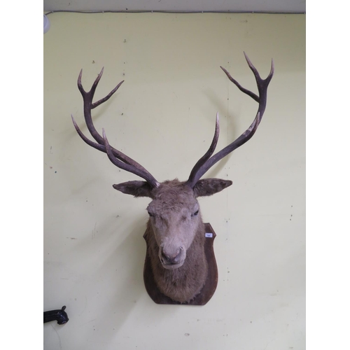 164 - Collection of three wall mounted taxidermy animal heads