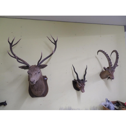 164 - Collection of three wall mounted taxidermy animal heads