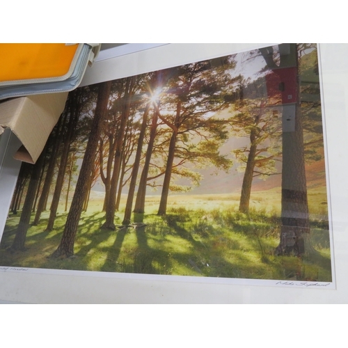 298 - Large print of the forest