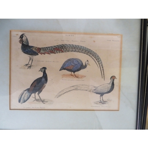 133 - Five coloured engravings of birds