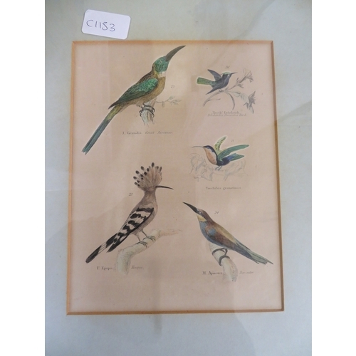 133 - Five coloured engravings of birds