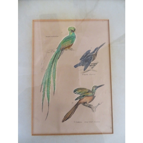 133 - Five coloured engravings of birds