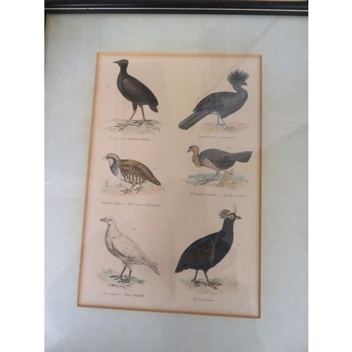 133 - Five coloured engravings of birds