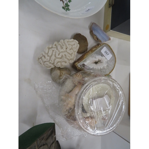 257 - Collection of shells - brain coral, hardstones etc