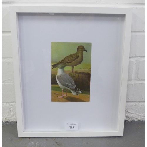 166 - Edward Summerton,  Farmhand bird,  coloured print, in glazed frame, 11 x 17cm