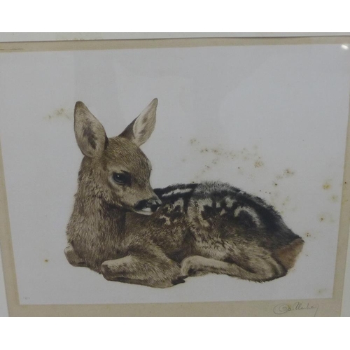 195 - Fawn, coloured drypoint, in glazed frame, 33 x 28cm