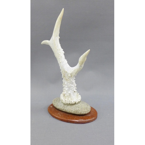 64 - Antler ring stand, on a pebble and wood oval base, 22cm high