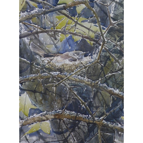 78 - Darren Woodhead, (b.1971) a large watercolour of a bird nesting on branches, signed and inscribed, f... 