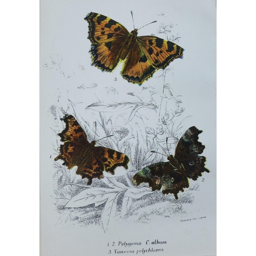 134 - W. F Kirby, a 19th century coloured print of butterflies together with another, (2)