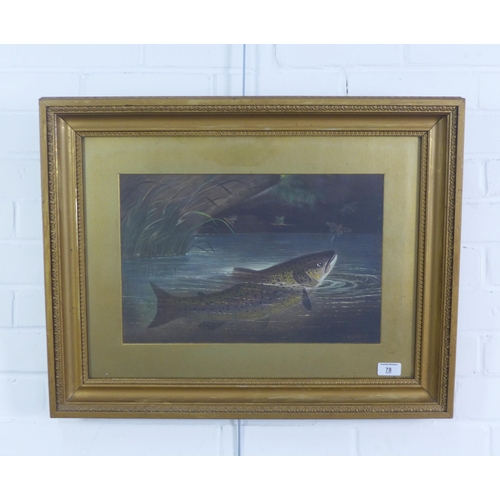 78 - After Henry Leonidas Rolfe, a coloured print of a fish, framed under glass within an ornate frame, 4... 