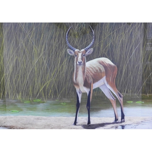 99 - Peter Bruce, (b.1949) large pastel & gouache of an Impala antelope, signed and dated '87, framed und... 