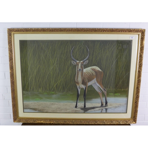 99 - Peter Bruce, (b.1949) large pastel & gouache of an Impala antelope, signed and dated '87, framed und... 