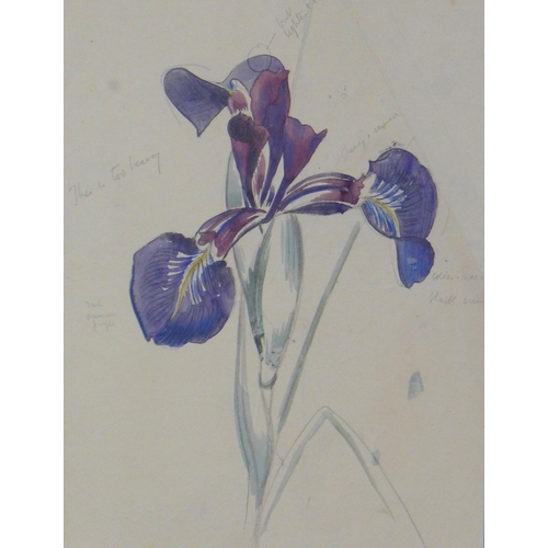 199 - John Nash (1893 - 1977) Study of a beardless iris species, pencil and watercolour, framed under glas...