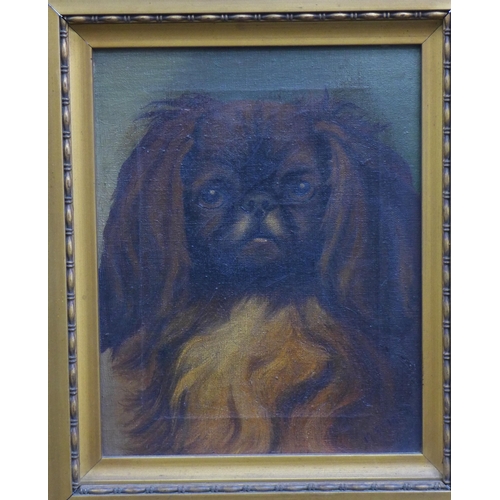 320 - English School oil on canvas of a Pekinese, unsigned, faux gilt frame, size overall 44 x 39cm