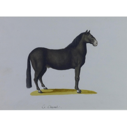 158 - Franz Anton Von Scheidel (1731-1801)  'The Horse/Le Cheval', watercolour, inscribed bottom centre, f... 