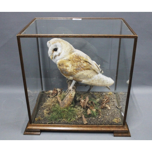 338 - Owl taxidermy, in a glazed showcase, 41 x 43cm