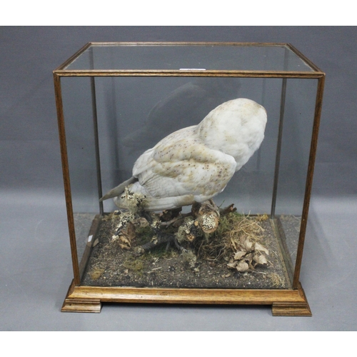 338 - Owl taxidermy, in a glazed showcase, 41 x 43cm