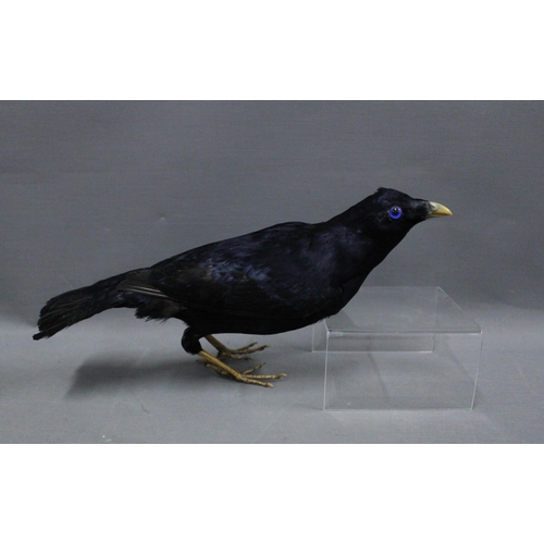 339 - Bird taxidermy, 33cm