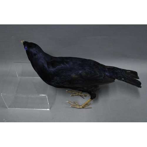 339 - Bird taxidermy, 33cm