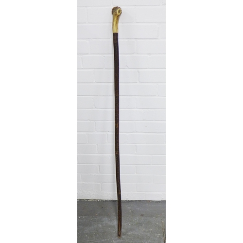 386 - Walking cane / staff with horn handle, 123cm