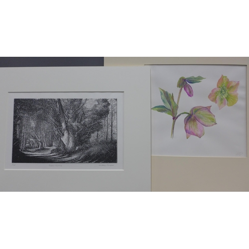 151 - Quantity of botanical prints, etc, all in card mounts but unframed, various sizes (15)