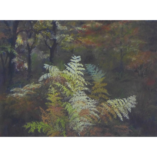 25 - Averil Fuller (English) 'Autumn at Rosa Shaftoe Reserve', pastel, signed and framed under glass with... 