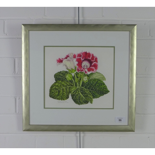 96 - Janet Orme, 'SINNINGIA speciosoa hybrid Florists Gloxonia', watercolour, signed and dated, framed un... 