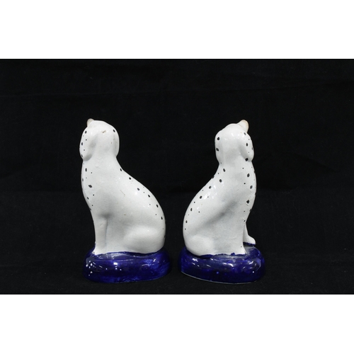 149 - A pair of Staffordshire dalmatian dogs on blue cushion base, (2) 16cm.