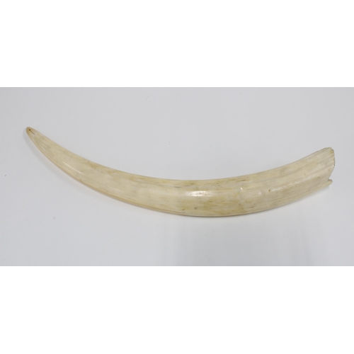 450 - An antique single Artic marine ivory walrus (Odobenus rosmarus) tusk, 46cm long 
CITES Status - Exem... 