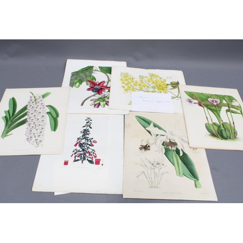 403 - Quantity of unframed botanical illustrations, prints and lithographs, etc together with three E.P Ho... 