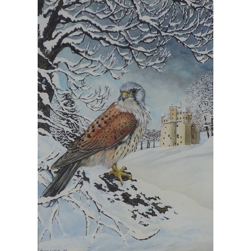 165 - Morna Whyte 'Kestrel at Castle Fraser', watercolour, signed and darted '93, framed under glass, 36 x... 