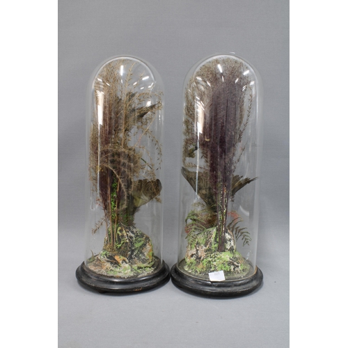 313 - A pair of bird taxidermy with glass domes and ebonised circular bases, overall height 38cm