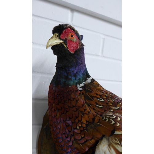 376 - Taxidermy pheasant, aaprox.50cm