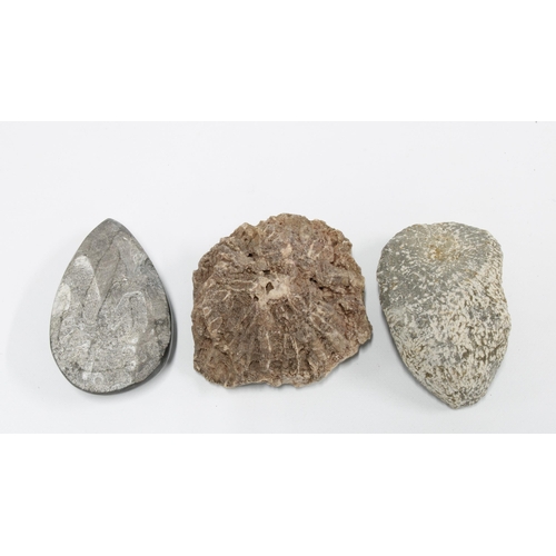 395 - fossils to include a Trilobite and Fossil coral Lonsdaleia,  British Isles, 8cm, and a polished ston... 