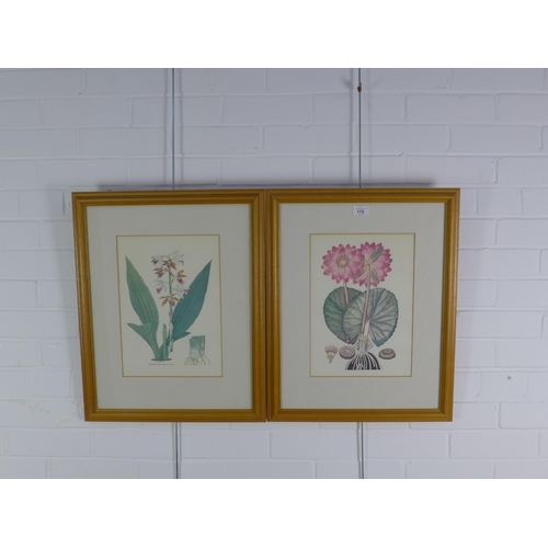 175 - Pair of botanical coloured prints, framed under glass, sizes overall 47 x 58cm (2)