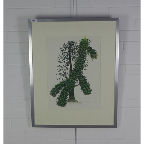 190 - David Pearson, 'Araucaria', botanical watercolour, framed under glass and dated 199635 x 50cm