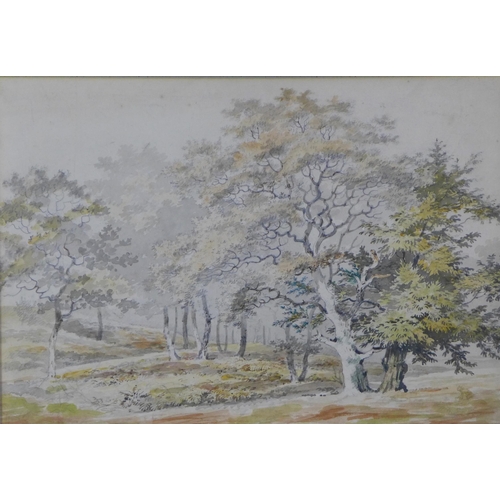 97 - Attributed to Frederick James Havell, Forest Scene, watercolour, framed under glass, 35 x 25cm