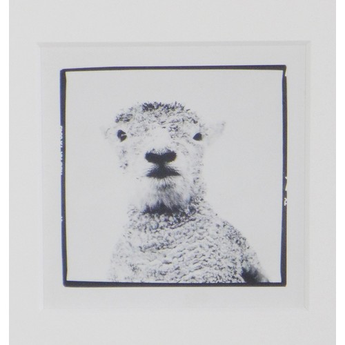 99 - Black & white photographic print of a sheep, framed under glass, 31 x 32 including frame