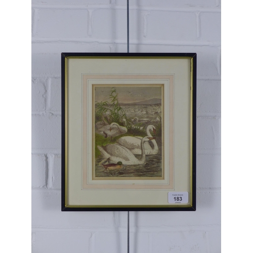 183 - Coloured engraving of swans, framed under glass, 12 x 17cm