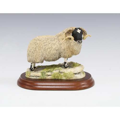 83 - Border Fine Arts model of a Blackfaced Ram, by Anne Wall, signed, with wooden base, 11 x 13cm.