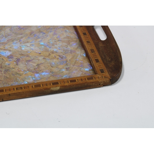 432 - An Edwardian butterfly wing tray, 53 x 34cm.